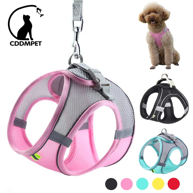 Harnais et Laisse pour Petits Chiens : Parfait pour vos Promenades